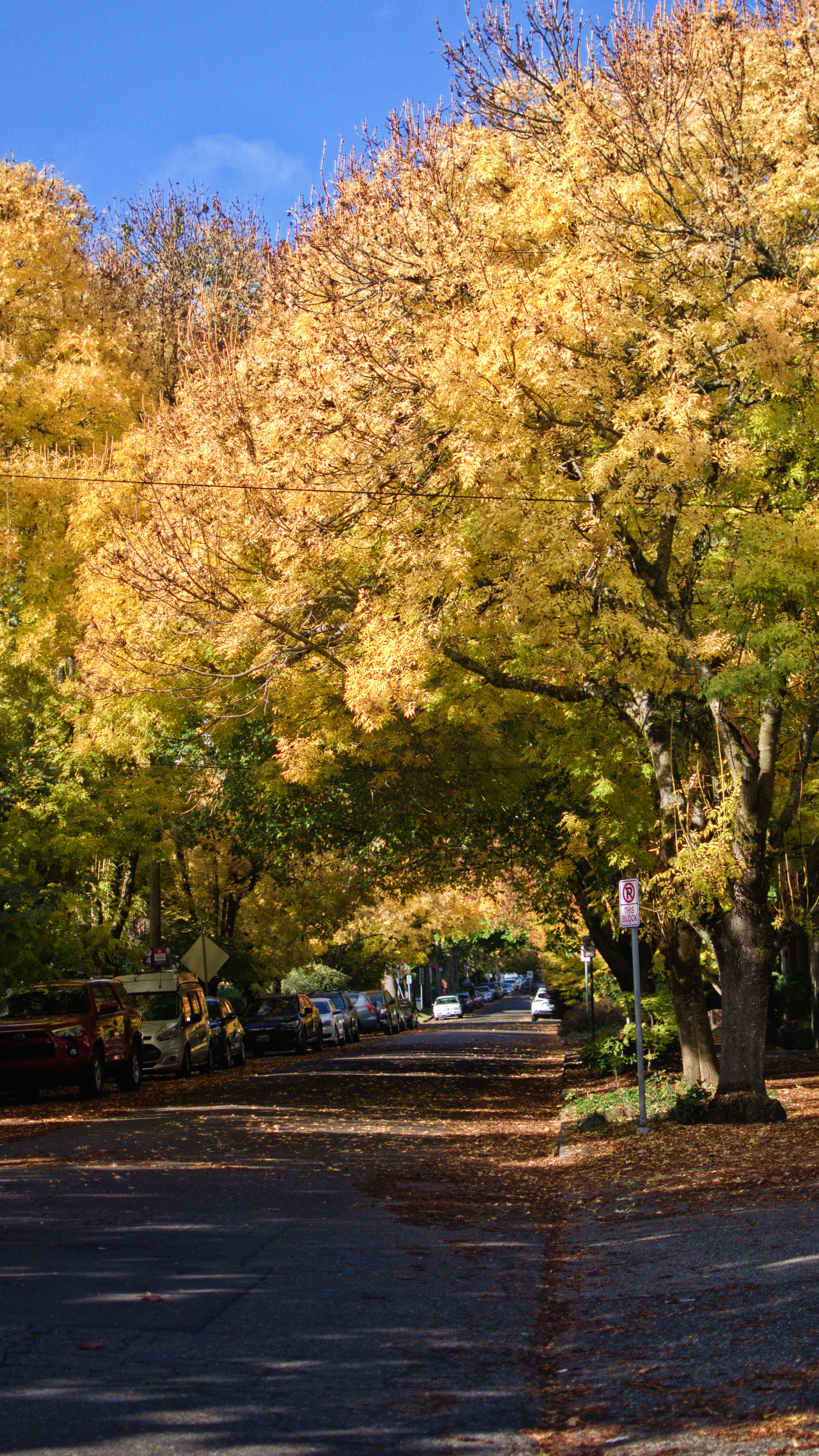 Where to Take Fall Pictures in Portland, Oregon